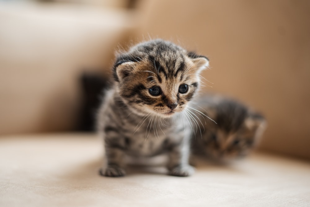 A cute kitten